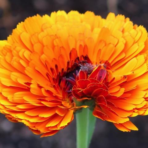 Calendula India Prince, very double orange flower
