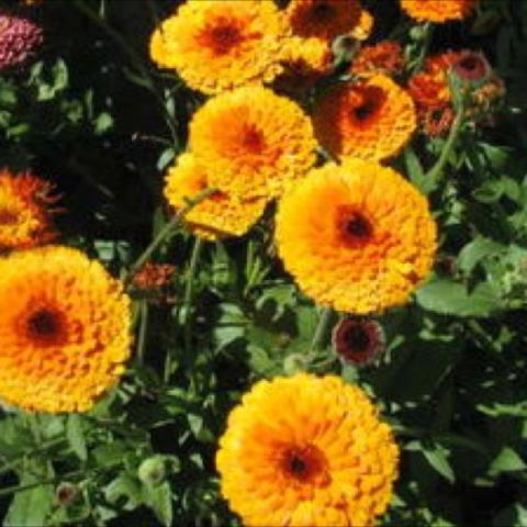 Calendula Maya Orange, double golden-orange blooms