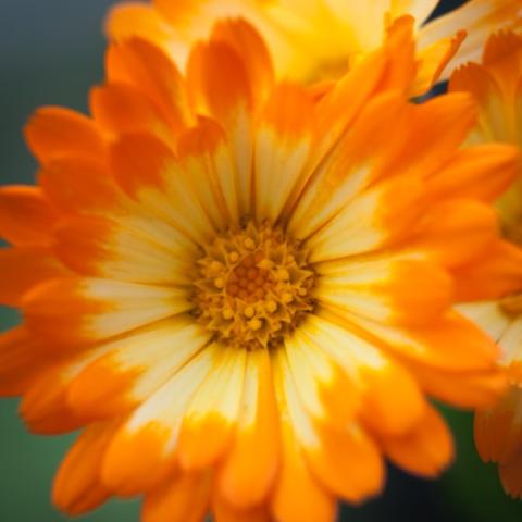 Calendula Oopsy Daisy, petals are cream with bright orange tips, orange center
