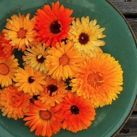 Calendula Pacific Beauty Mix, double daisies in a range of oranges and golds