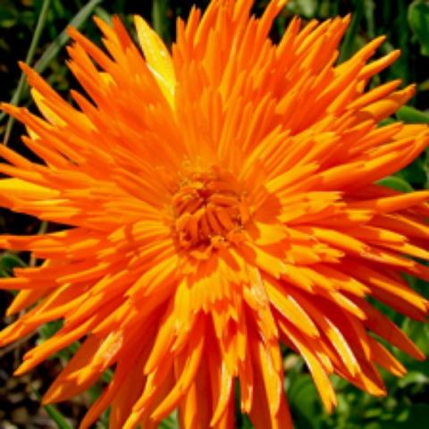 Calendula Radio, doulbe with bright orange quill-like petals
