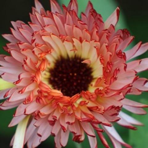 Calendula Touch of Red Buff, pink to almost red with a dark center
