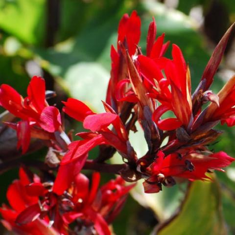 Canna edulis, bright red blooms