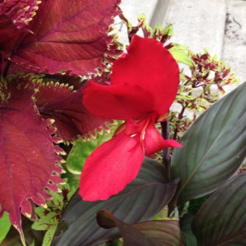 Red flowers over dark bronze leaves and stems