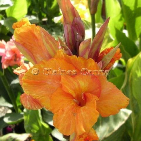 Canna Pretoria, orange tropical flowers