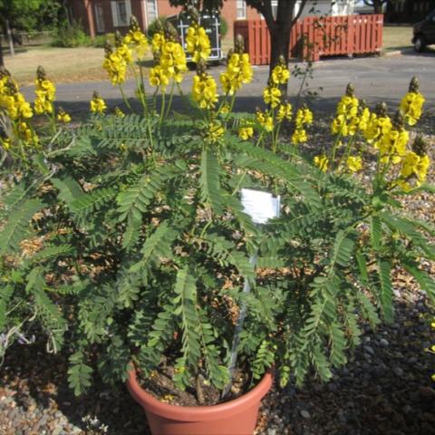 Cassia 'Popcorn', yellow flowers with brown centers, pinnate leaves