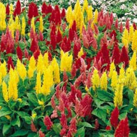 Celosia 'Castle Mix', plumes of red, yellow and coral