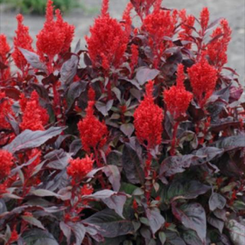 Celosia 'Chintaown', bright red plumes with dark red/purple leaves