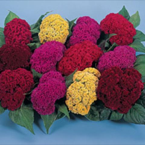 Celosia 'Amigo Mix, cauliflower-like flowers in a range of colors