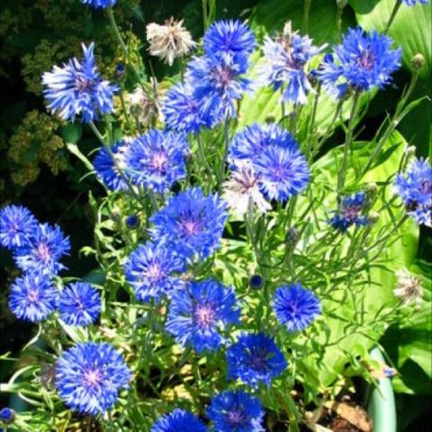 Centaurea 'Blue Boy', bright blue cornflowers