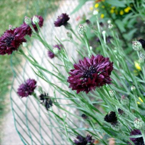 Centaurea cyanus 'Midnght', dark purple cornflowers