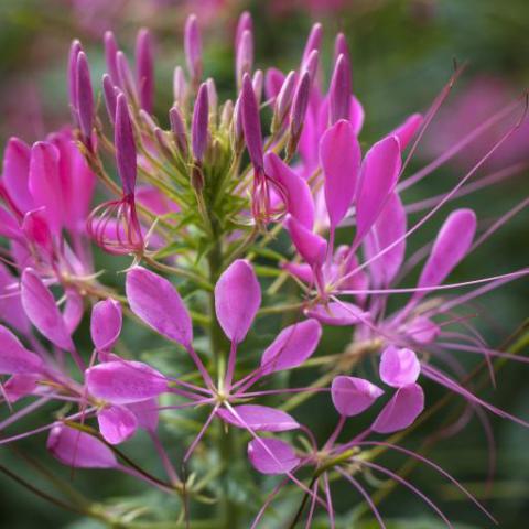 Cleome Cherry Queen, bright magenta spidery flower cluster