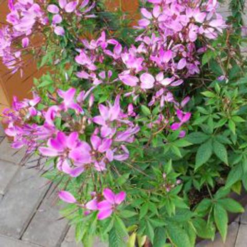 Cleome Clio Magenta, medium pink and dark green foliage
