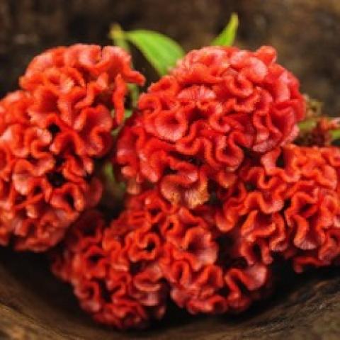 Celosia Orange Peach, strong orange rippled flowers