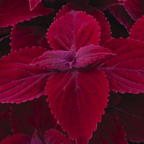 Coleus Beale Street, dark red leaves