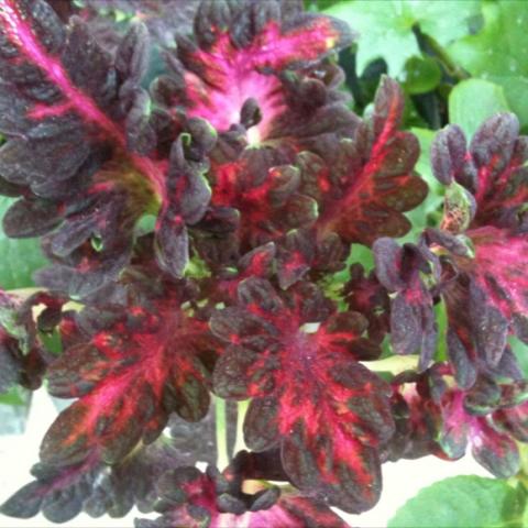 Coleus 'Black Dragon', red glowing centers and dark frilly edges