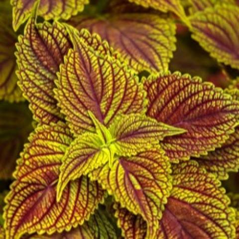 Coleus Color Blaze Golden Dreams, yellow green overlaid with dark red striation
