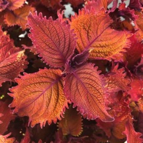Coleus Color Blaze Wicked Hot, orangey pink leaves with jagged edges