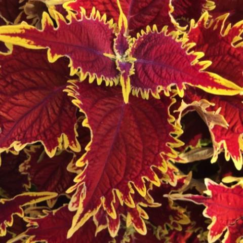 Coleus Copperhead, red pointed leaves with jagged yellow edges