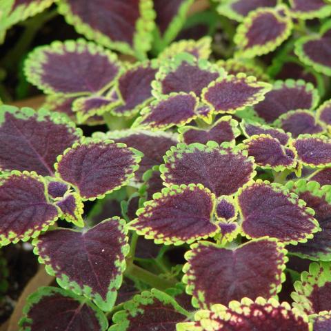 Coleus Dark Heart, green scalloped edge with dark red center