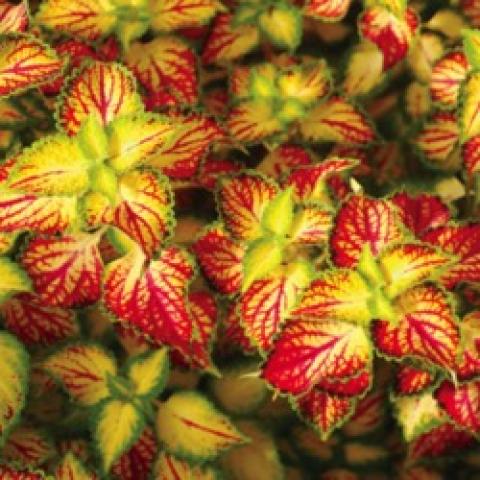 Coleus Electric Slide, yellow, yellow-green and red leaves