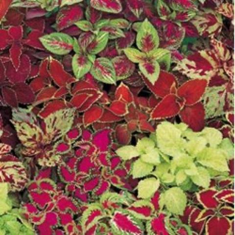 Coleus Fairway Mix, a range of reds, yellow-greens, and pinks