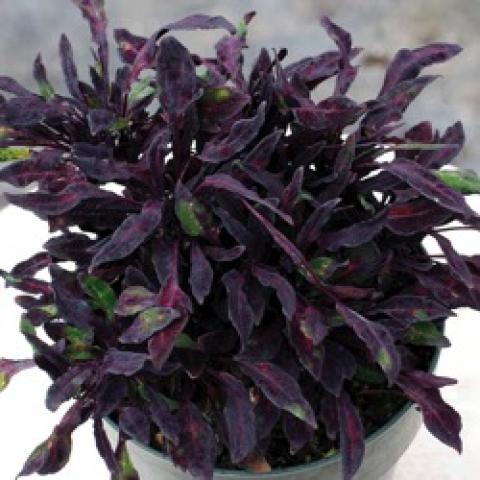 Coleus Fancy Feathers Black, narrow almost black leaves