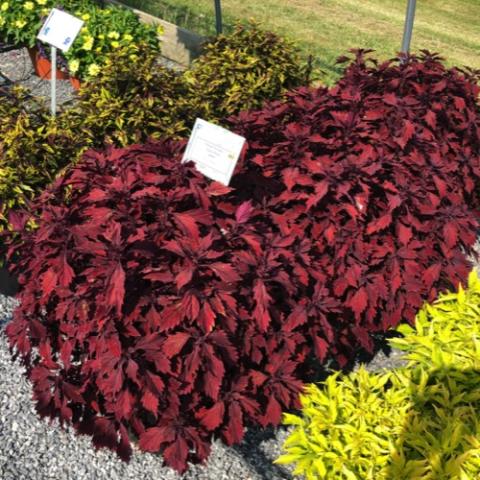 Coleus Flamethrower Salsa Roja, brick red leaves