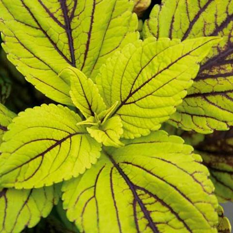 Coleus Gay's Delights, yellow green toothed leaves with dark red veins