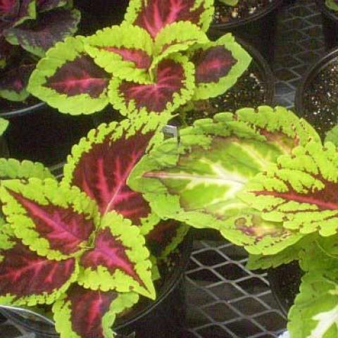 Coleus Kong Rose