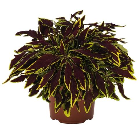 Coleus Main Street Le Freak, long pointed leaves in very dark red with yellow-green edges