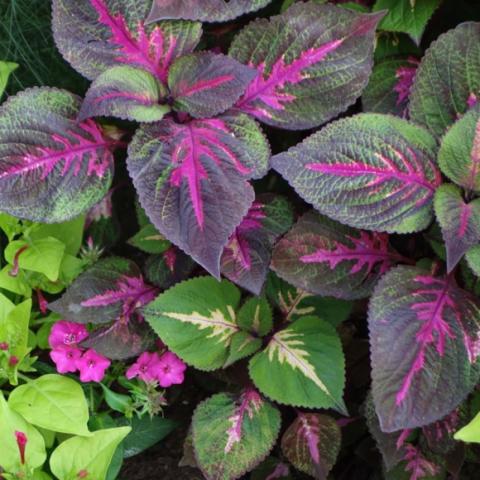 Perilla 'Magilla', pink and dark red leaves