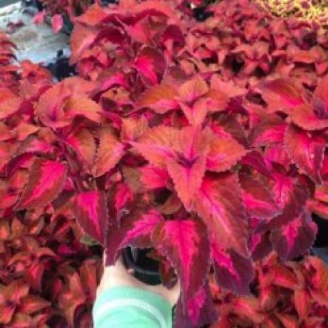 Coleus Main Street Sunset Boulevard, dark red and strong pink