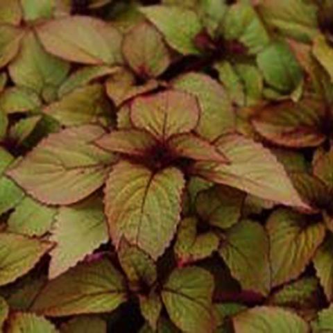 Coleus Orange King, yellow green leaves with dark orange narrow edges and undersides