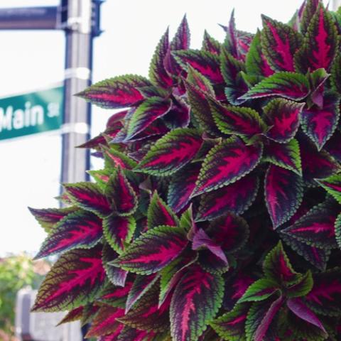 Coleus Main Street Orchard Road, pink, purple and light green pointed leaves
