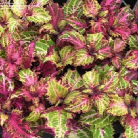 Coleus Peter's Wonder, light green to pinkish red all over