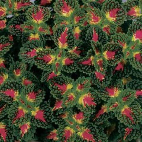 Coleus Raspberry Tart, multicolored