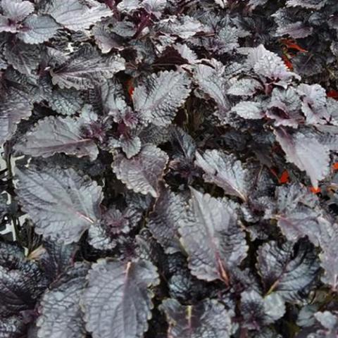 Coleus Shiny Shoes, glossy purple-brown leaves