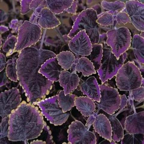 Coleus 'Trailing Plum', purple leaves with light green scalloped edges
