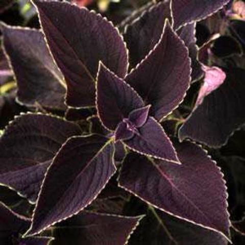 Coleus Vino, almost black with green edge