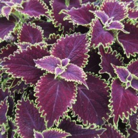 Coleus Color Blaze Wicked Witch, dark red leaves with light green scalloped edges