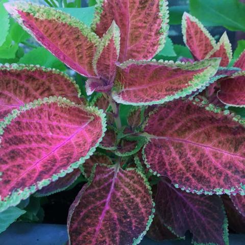Coleus 'Wizard Sunset', dark pink to coral leaves with light green scalloped edge