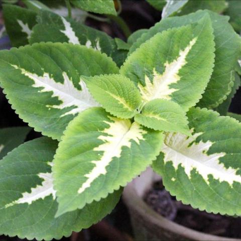 Coleus Wizard Jade, green leaves with white centers