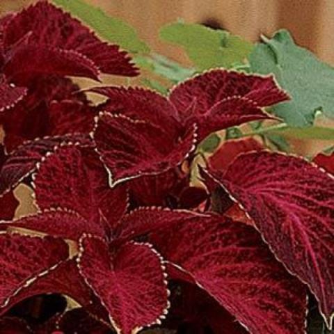 Coleus Wizard Velvet Red, dark red leaes with light edges