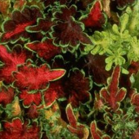 Coleus 'Carefree Mix', range of lime green to red leaves