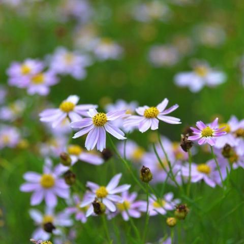 Coreopsis American Dream, light pink daisy flowers