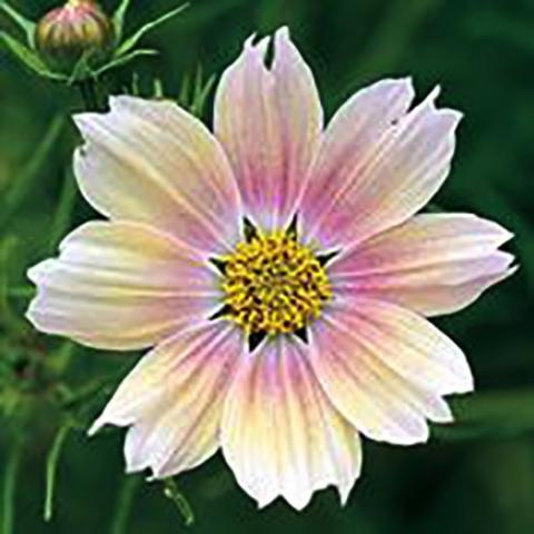 Cosmos Apricot Lemonade, cream petals become pink and light orange at the center