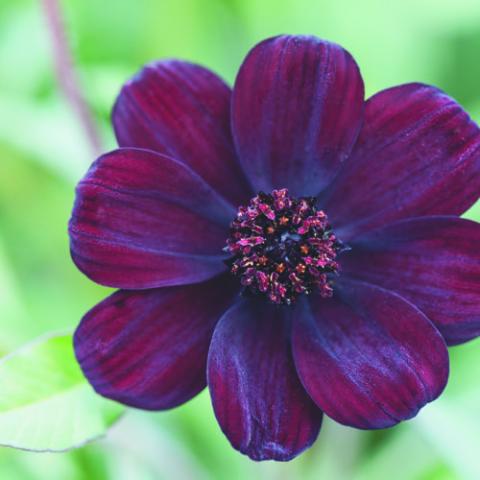 Cosmos Chocamocha, red-brown daisy with a dark gold eye