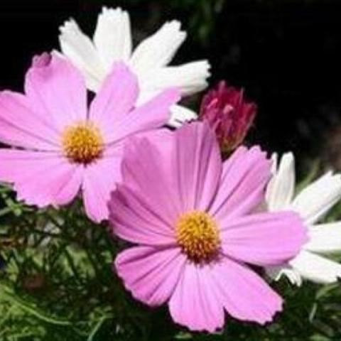 Cosmos 'Sensation Mix'