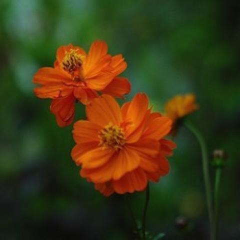 Cosmos Diablo, orange multi-petalled flowers